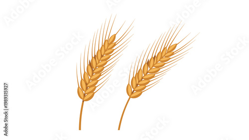 Pair of golden wheat ears with detailed whiskers or awns used as a symbol for agriculture and organic food products.