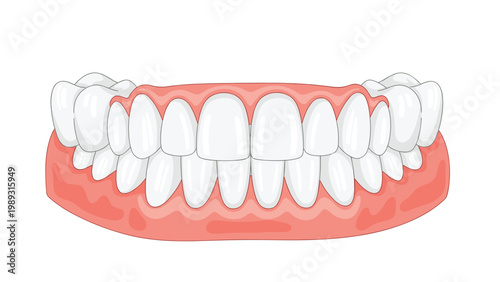 Full set of human teeth in the upper and lower jaw with healthy pink gums shown in a clean and detailed medical illustration.