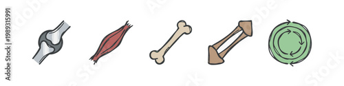 Color icons of medical and biology elements: joint, muscle, bone, ligament, circulation