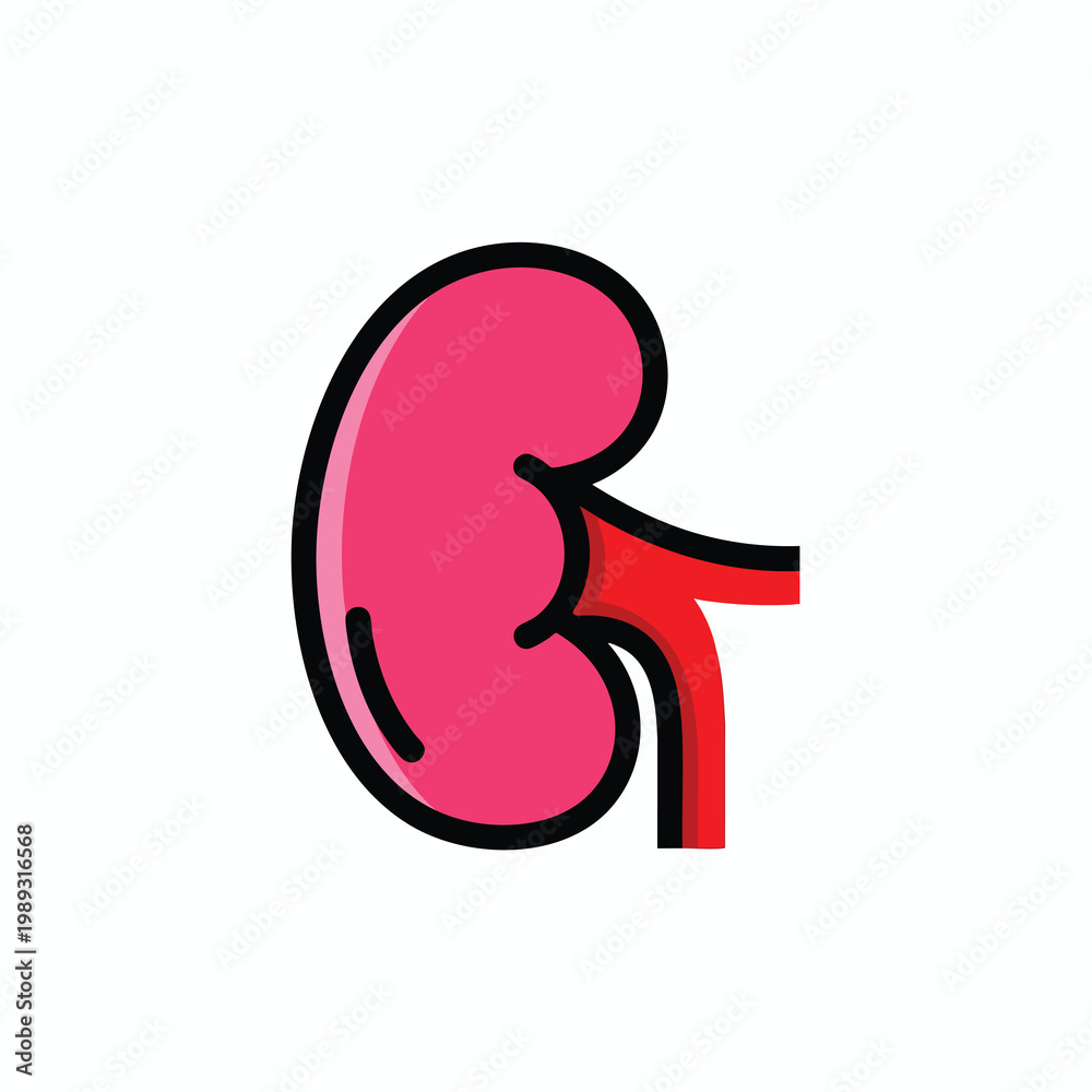 Obraz premium Healthy Human Kidney Illustration for Medical and Educational Use