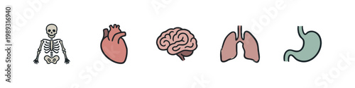 Human anatomy icons: skeleton, heart, brain, lungs, stomach