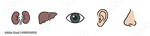 Human sensory organs icons: kidneys, liver, eye, ear, nose