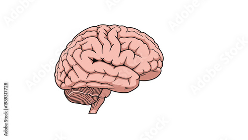 Detailed anatomical illustration of the human brain side view showing various lobes and internal structures on white.
