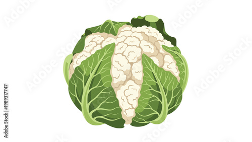 Fresh whole cauliflower with large green leaves surrounding the white floret head on a plain white background for cooking.