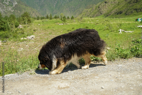 A Bernese Mountain Dog runs about its business, sniffing the road.