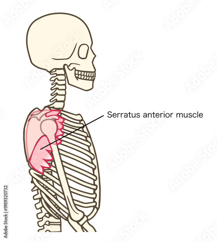 前鋸筋の側面からのイラスト