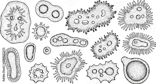 Vintage botanical illustration of diverse sea urchin shells and marine life forms