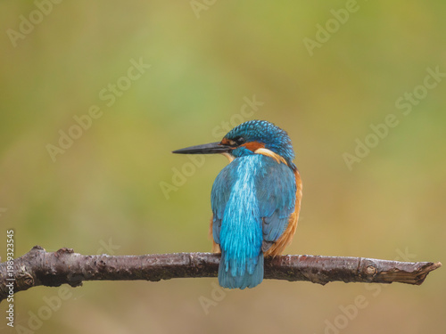 Martin-pêcheur ( IA bruit )