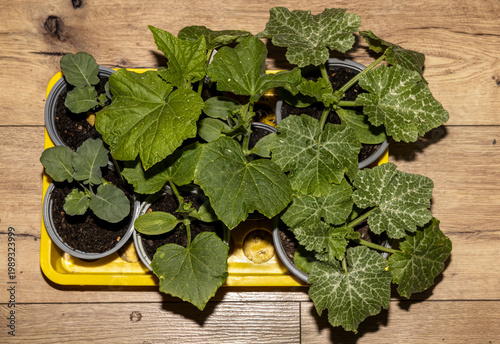 Brokkoli; Zucchini; Gurke; Setzlinge Zuhause