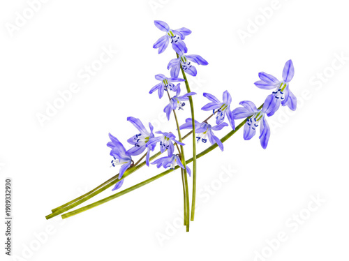 Bild auf Leinwand Delicate cluster of vibrant blue scilla flowers with slender green stems