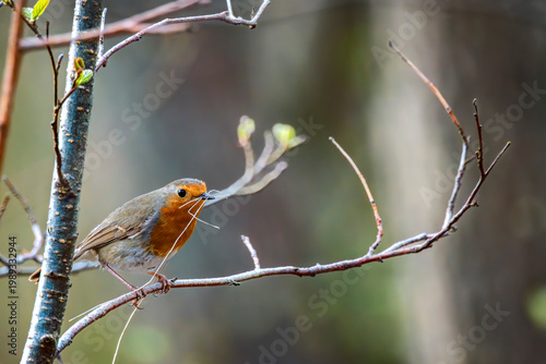 Robin bird in woodland nest building