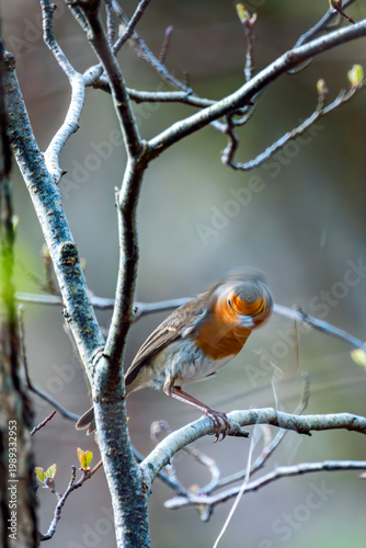 Robin bird in woodland nest building