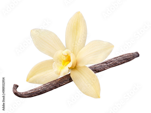 Obraz na płótnie Exquisite vanilla flower with a dark aromatic bean, elegantly arranged and isolated on a transparent background