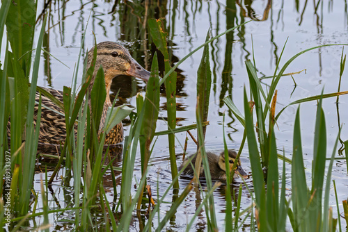 mallard duck with duckling swimming in reads