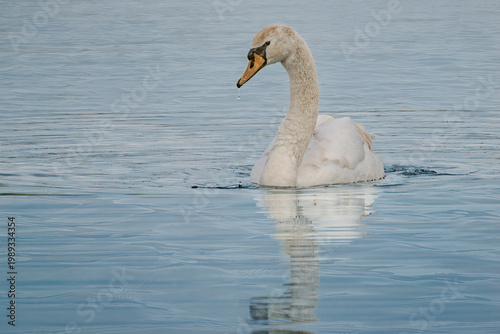 mute swan swimming on lake