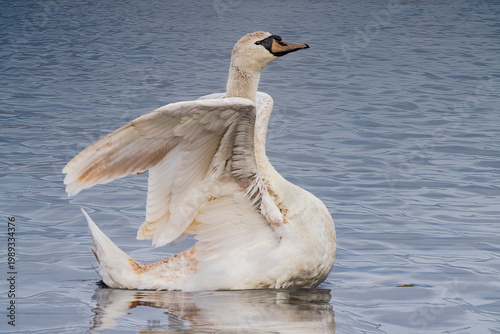 mute swan swimming on lake