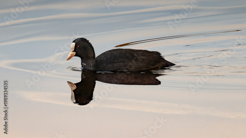 eurasian coot on lake with reflection