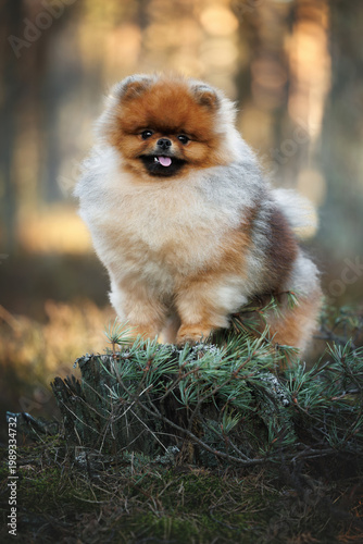 Foto pomeranian spitz dog standing in the forest