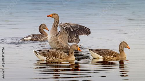 group of greylag geese swimming on lake