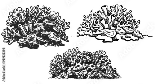 Black and white vector illustration of coral reefs in various formations and shapes