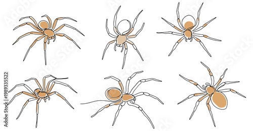 Six brown recluse spiders in different poses and angles