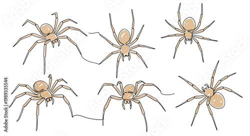 Vector illustration of six brown spiders in various crawling positions