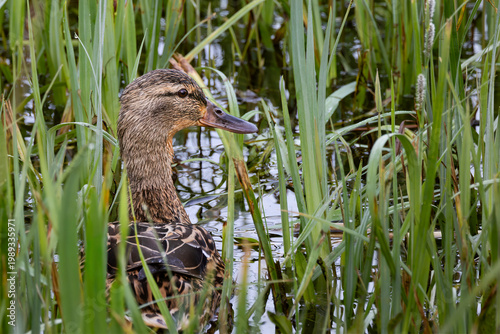 mallard duck with duckling swimming in reads