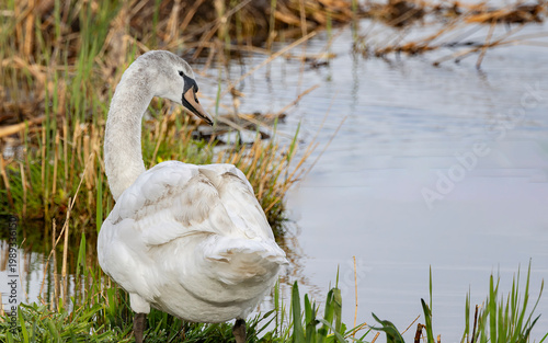 mute swan at edge of lake

