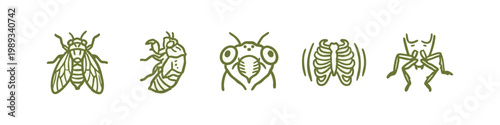 Cicada Insect Life Cycle and Anatomy Hand Drawn Olive Set
