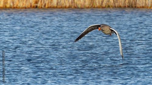 greylag goose flying over lake