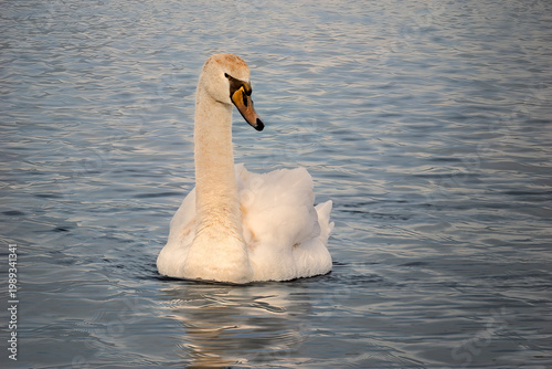 mute swan swimming on lake