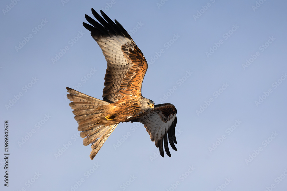 Fototapeta premium Red kite flying in its territory on a cold winter morning with snow and strong winds on a Mediterranean mountain