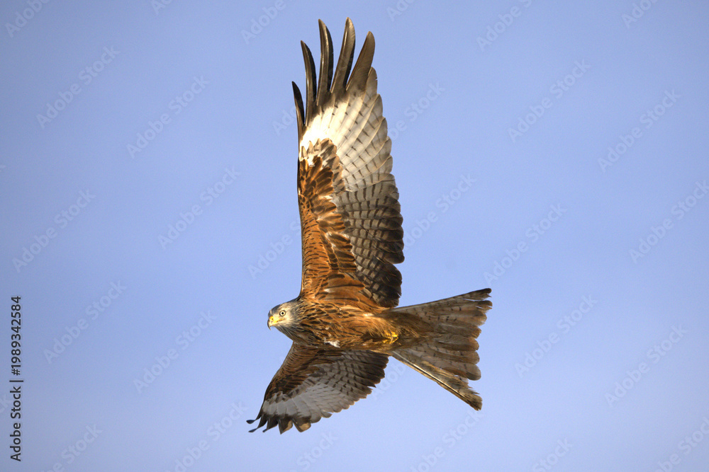 Fototapeta premium Red kite flying in its territory on a cold winter morning with snow and strong winds on a Mediterranean mountain