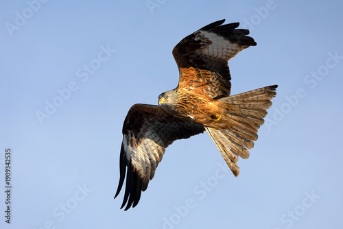 Photos Red kite flying in its territory on a cold winter morning with snow and strong w