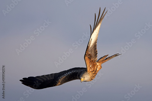 Red kite flying in its territory on a cold winter morning with snow and strong winds on a Mediterranean mountain
