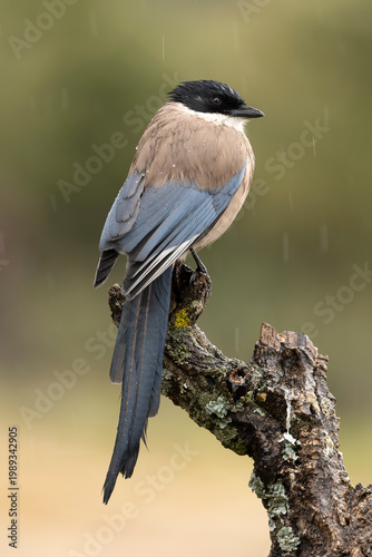 Azure-winged magpie in a mountain area with Mediterranean vegetation on a snowy and rainy winter morning