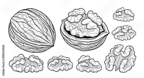 Botanical engraving illustration of walnuts in various states including whole nuts, half shells, and separate nut kernels.