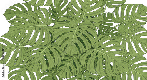 Lush green pattern of monstera deliciosa leaves filling the frame, flat vector illustration of tropical jungle foliage for nature backgrounds.