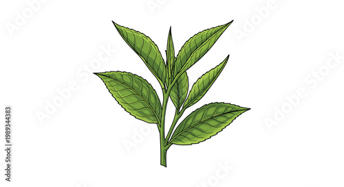 Detailed hand drawn illustration of a fresh green tea branch with several young leaves shows the natural source of a healthy beverage.