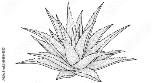 Detailed black and white engraving of a large aloe vera plant with sharp leaves highlights its natural botanical form and texture.