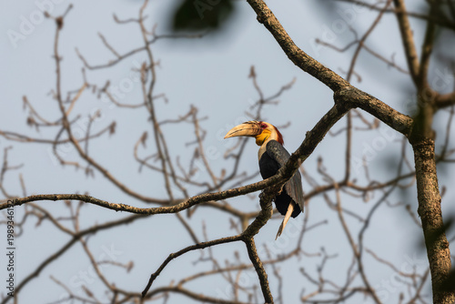 Wreathed hornbill (Rhyticeros undulatus) at Panbang, Bhutan