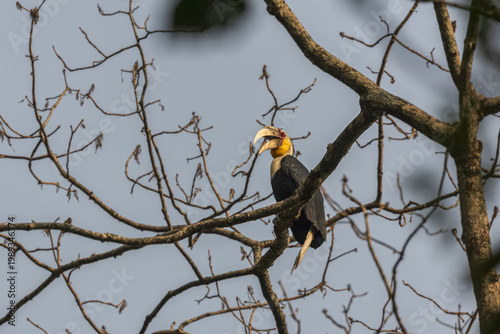 Wreathed hornbill (Rhyticeros undulatus) at Panbang, Bhutan