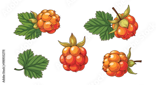 Ripe orange cloudberries with green leaves in various positions for food illustration or botanical design elements.