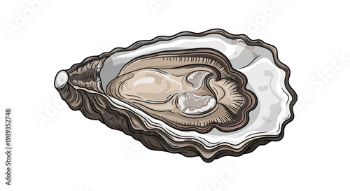 Detailed illustration of an open oyster in its textured shell showing the succulent meat inside for a seafood restaurant menu.