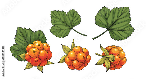 Vibrant botanical illustration of ripe orange cloudberries and green serrated leaves in a detailed vintage engraving style with color.