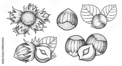 Detailed engraving of hazelnuts including whole nuts and husked kernels with leaves on a clean white background.