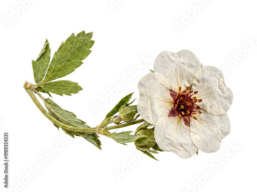 Tableau sur toile Botanical press of a dried white potentilla flower with leaves and buds, isolated on a transparent background