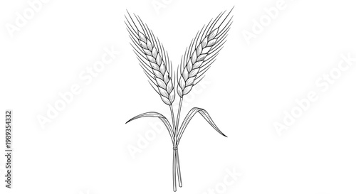 Botanical engraving of two stalks of wheat with detailed grains and leaves representing harvest and agriculture.