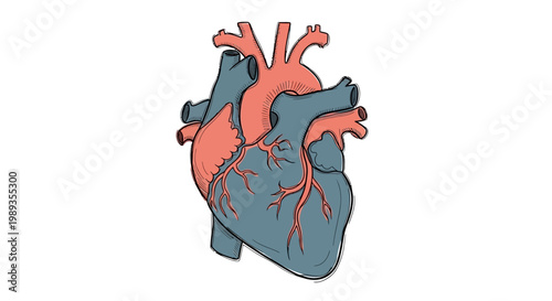 Anatomical human heart illustration with arteries and veins.