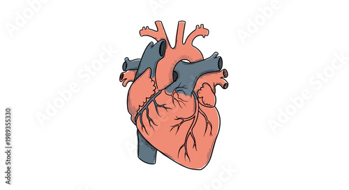 Anatomically correct human heart illustration isolated on white background.